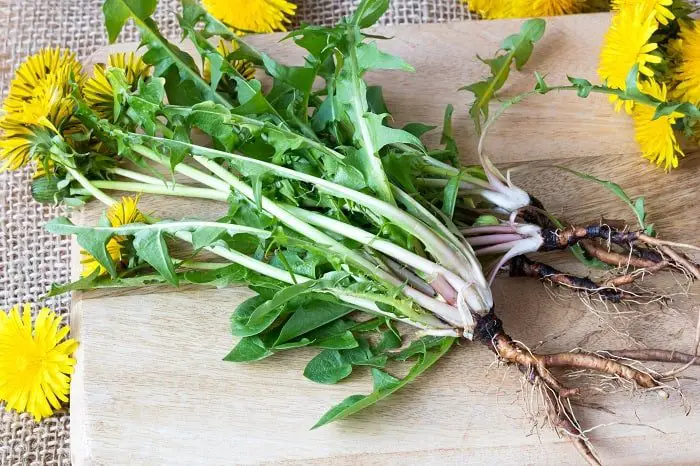 How to Make Dandelion Tea and Benefits