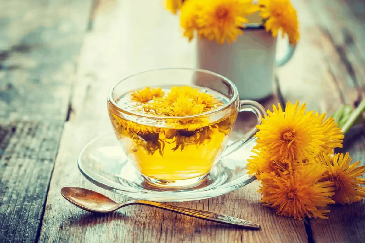 How to make dandelion tea and benefits