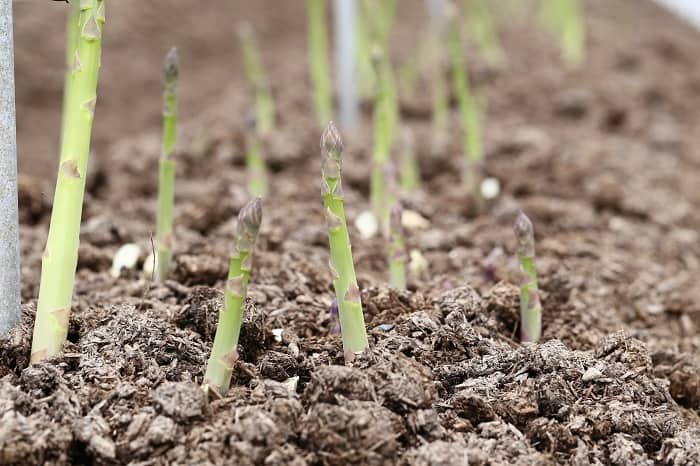 Tips for transplanting Asparagus 