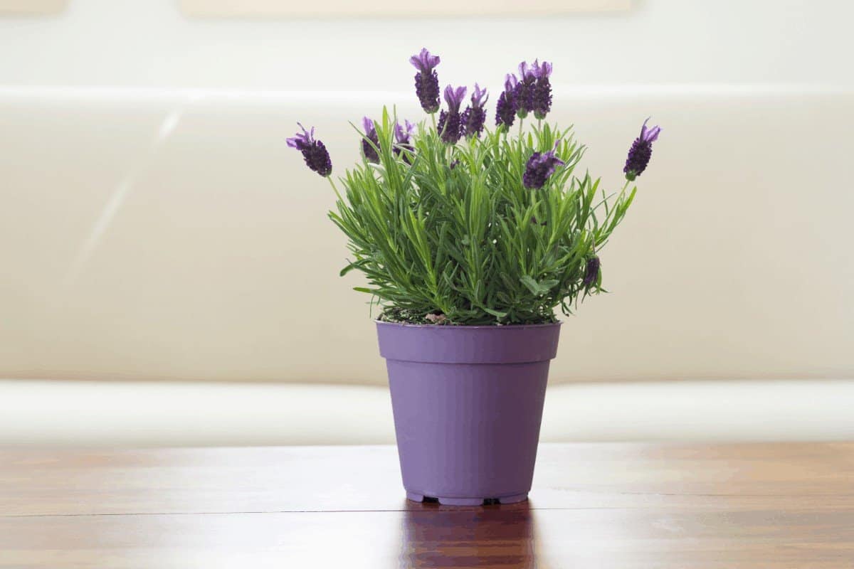 Can you grow lavender indoors