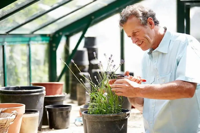 Can you grow lavender indoors