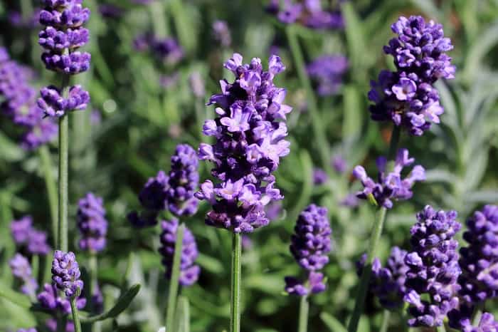 Can you grow lavender indoors