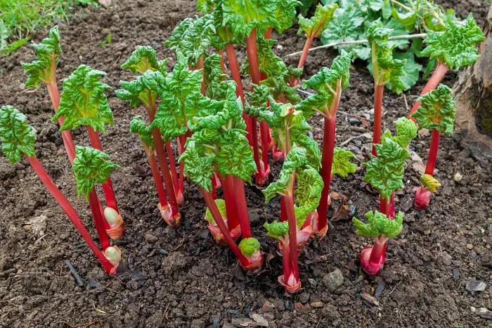 Other Plants That Look Like Rhubarb