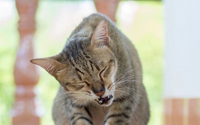 Pain relief for cats home remedies