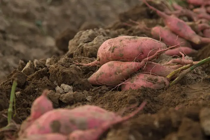 The Easiest Way to Grow Sweet Potatoes