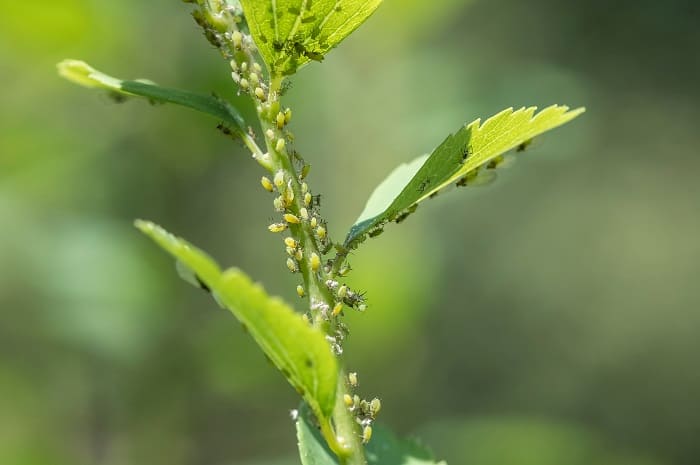How to Use Essential Oils to Treat an Aphid Infestation