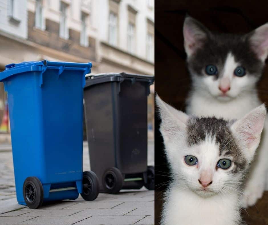 How to Be Zero Waste and Dispose Of Cat Litter?